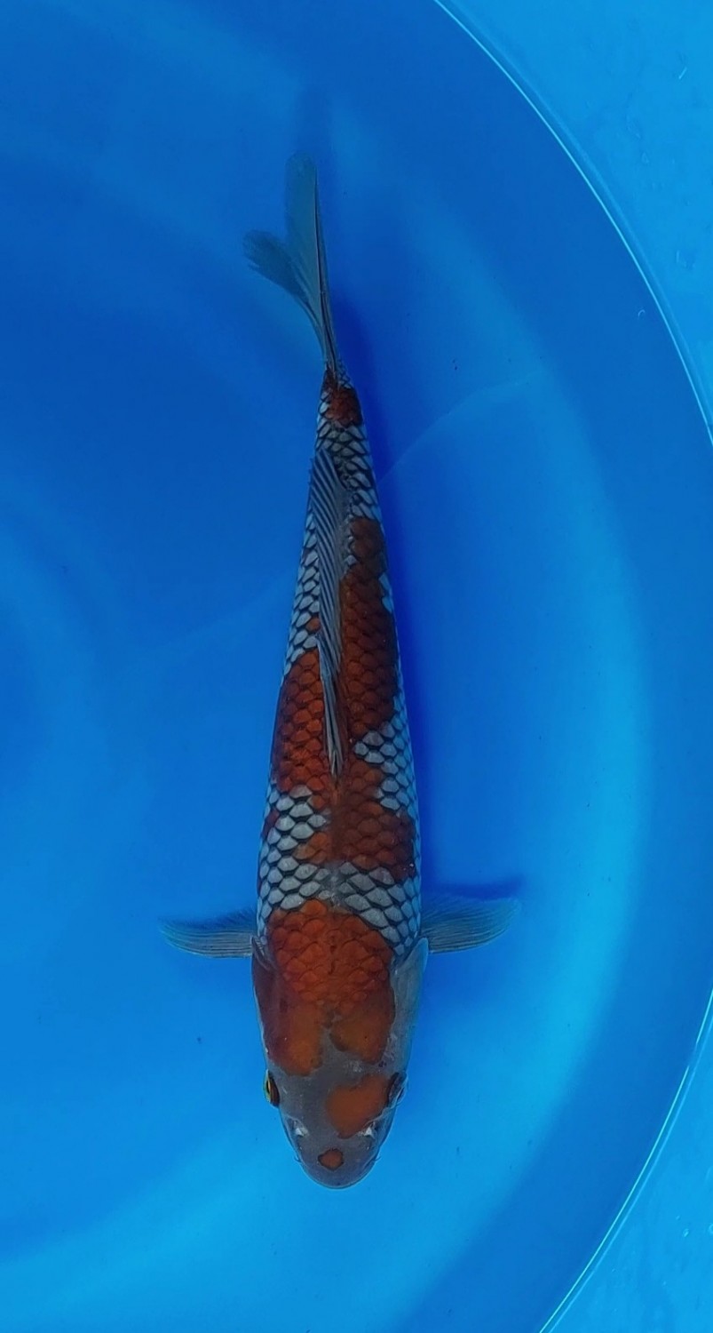 Juara 1