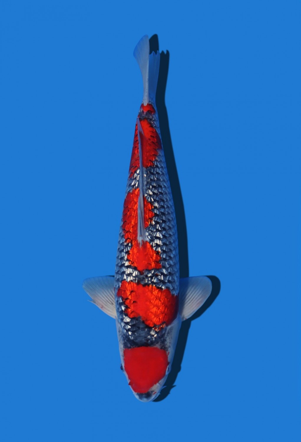 Best In Size C 41-45 Cm