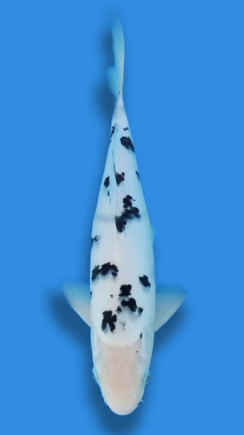 Juara 5