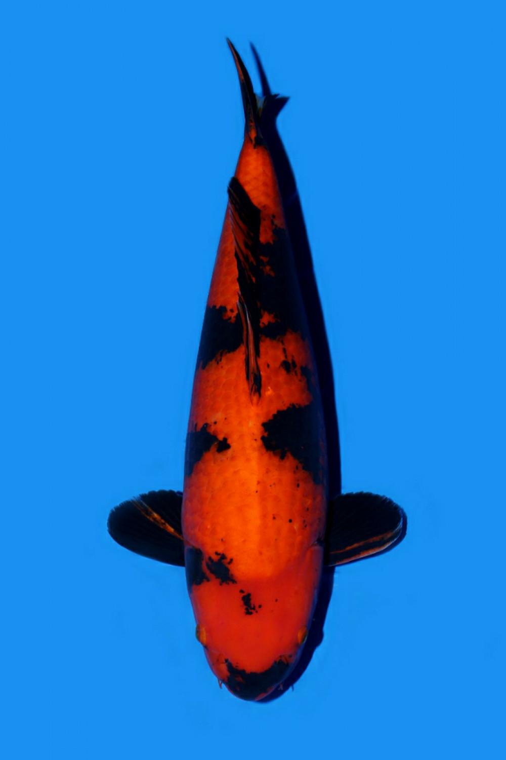 Juara 1