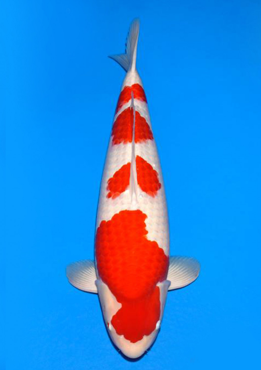 Juara 1