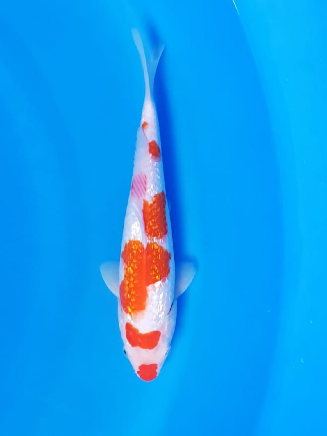 Juara 4