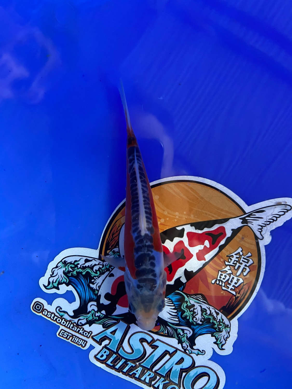 Juara 1