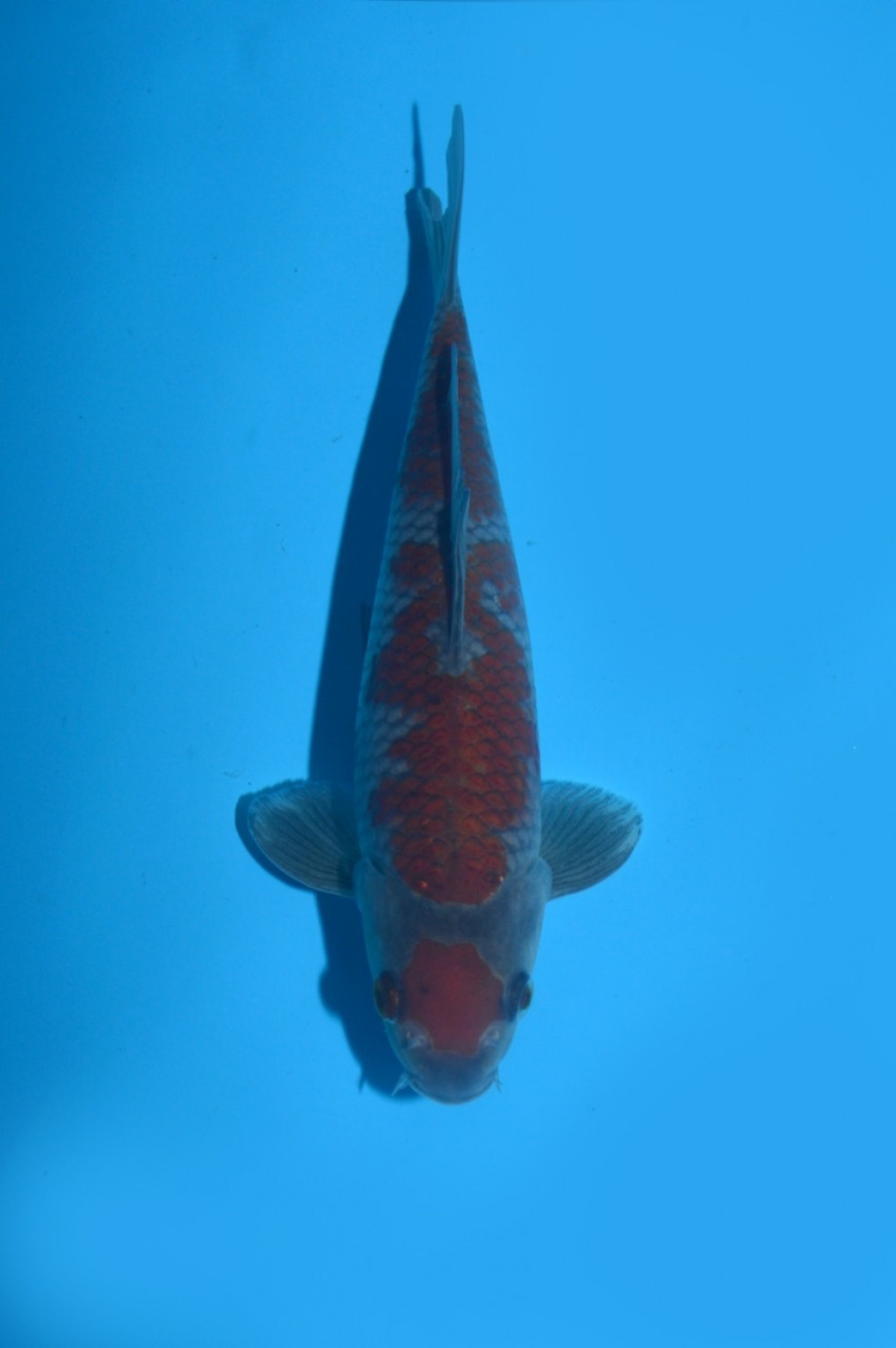 Juara 1