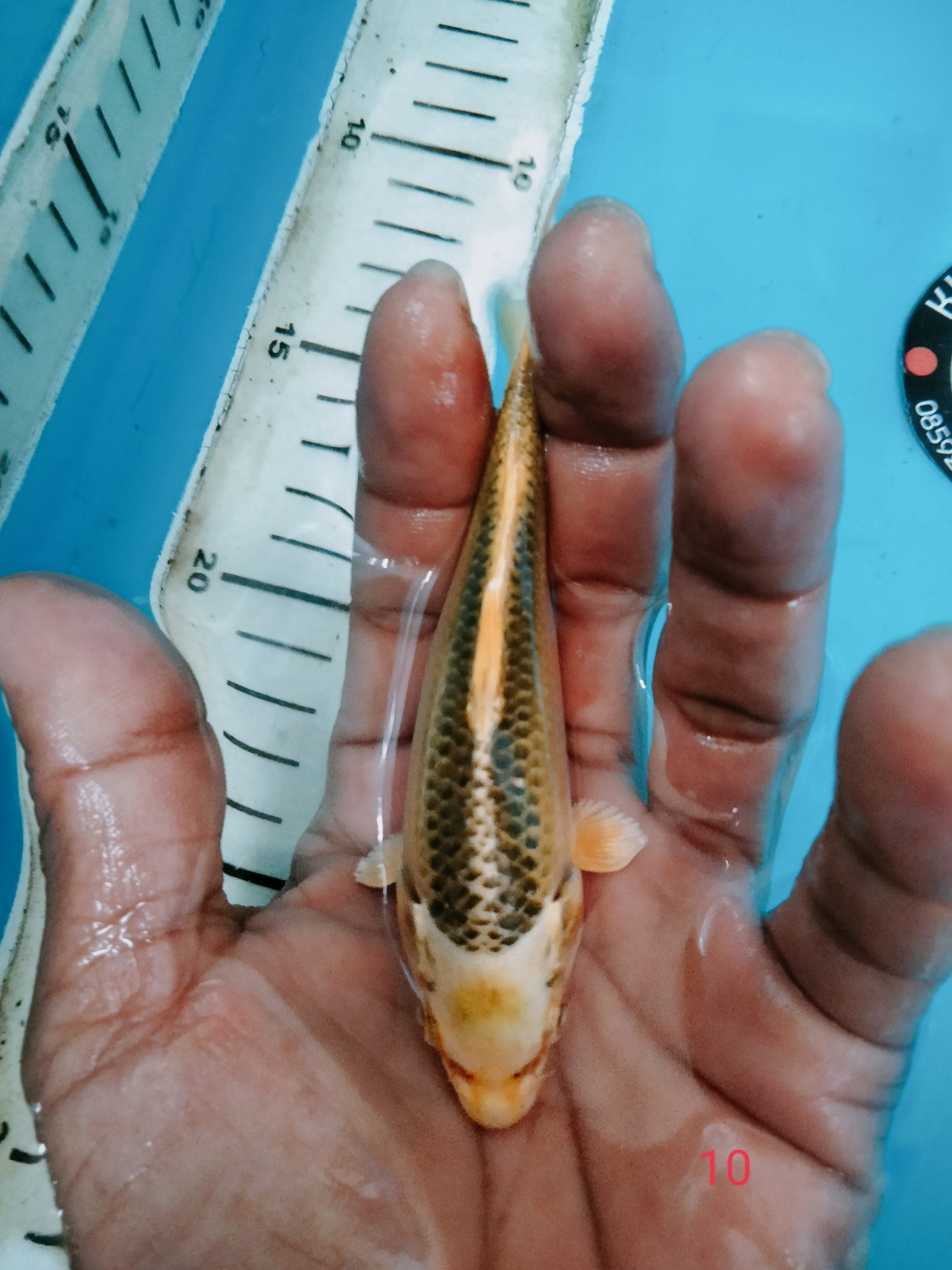 Juara 4
