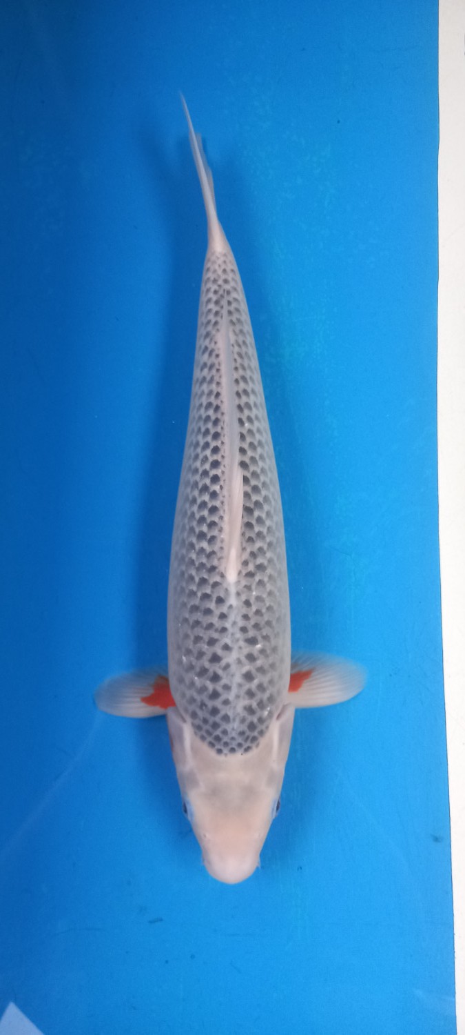 Juara 2
