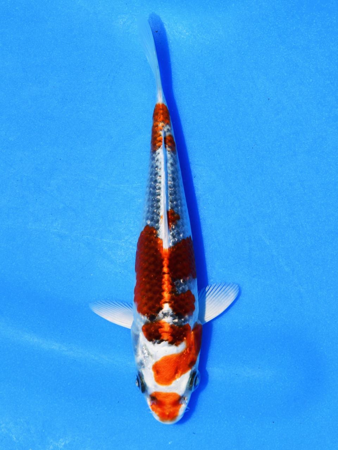 Juara 1