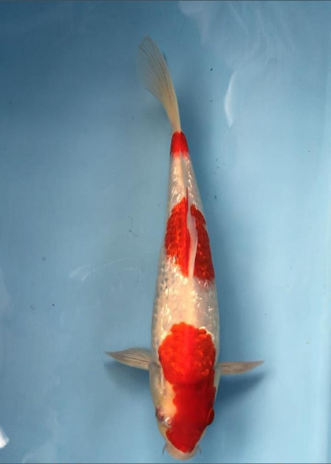 Juara 5