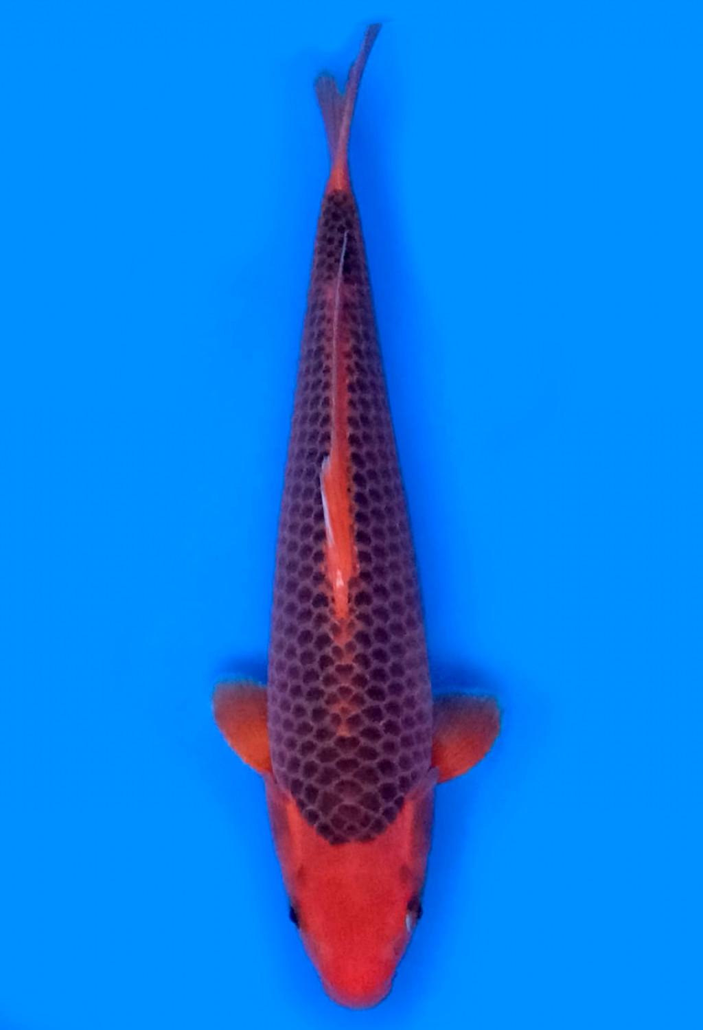 Juara 1