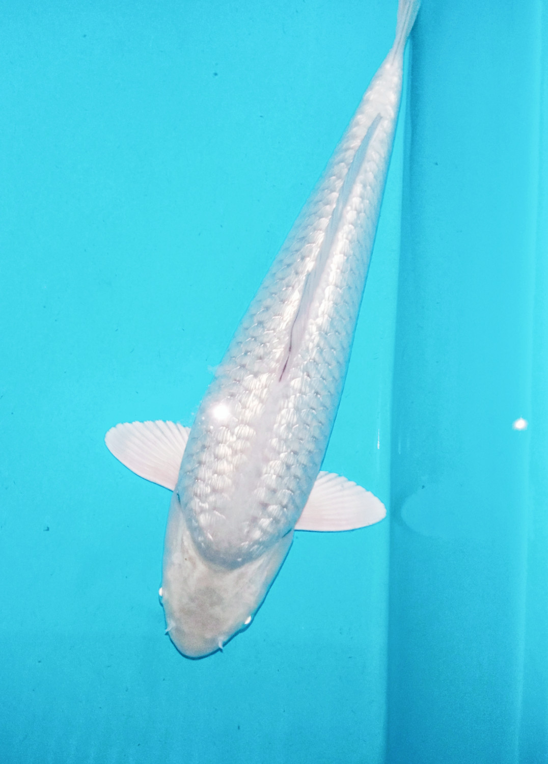 Juara 1