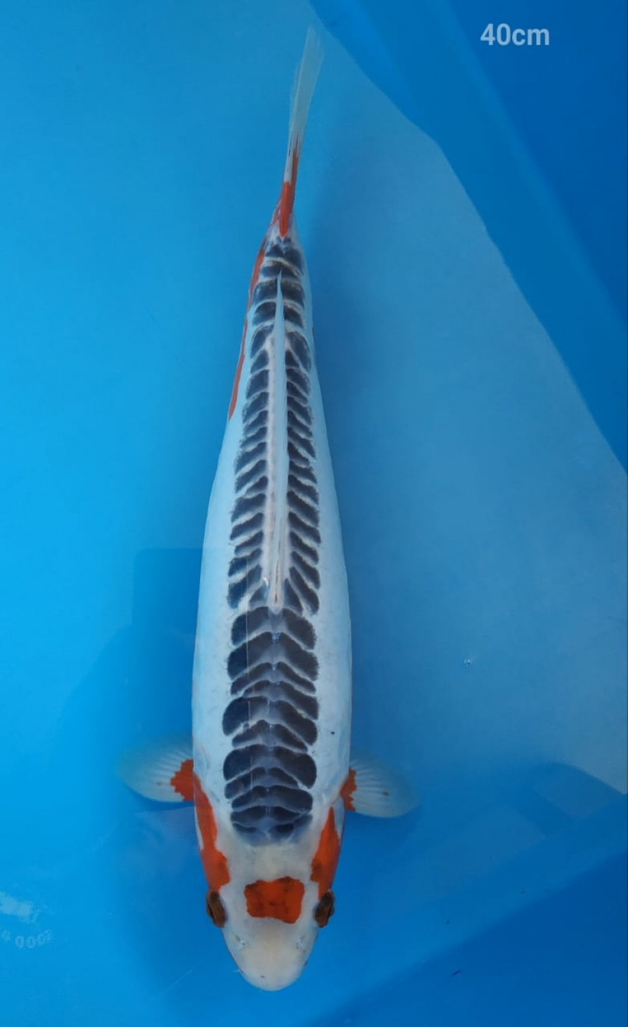 Juara 5