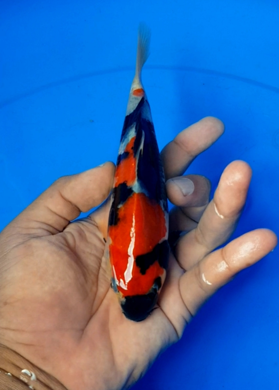 Best In Size A 16 - 20 cm