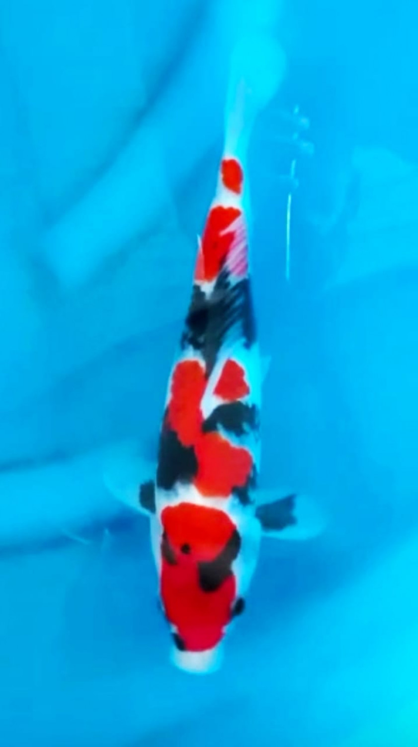 Juara 1