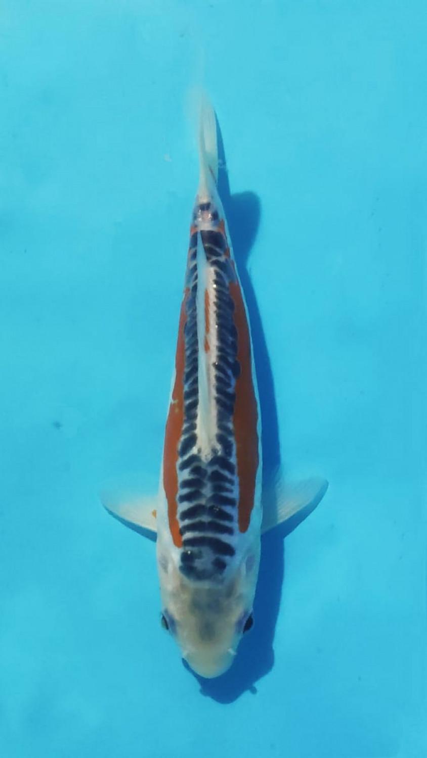 Best In Size D 16 - 20 cm