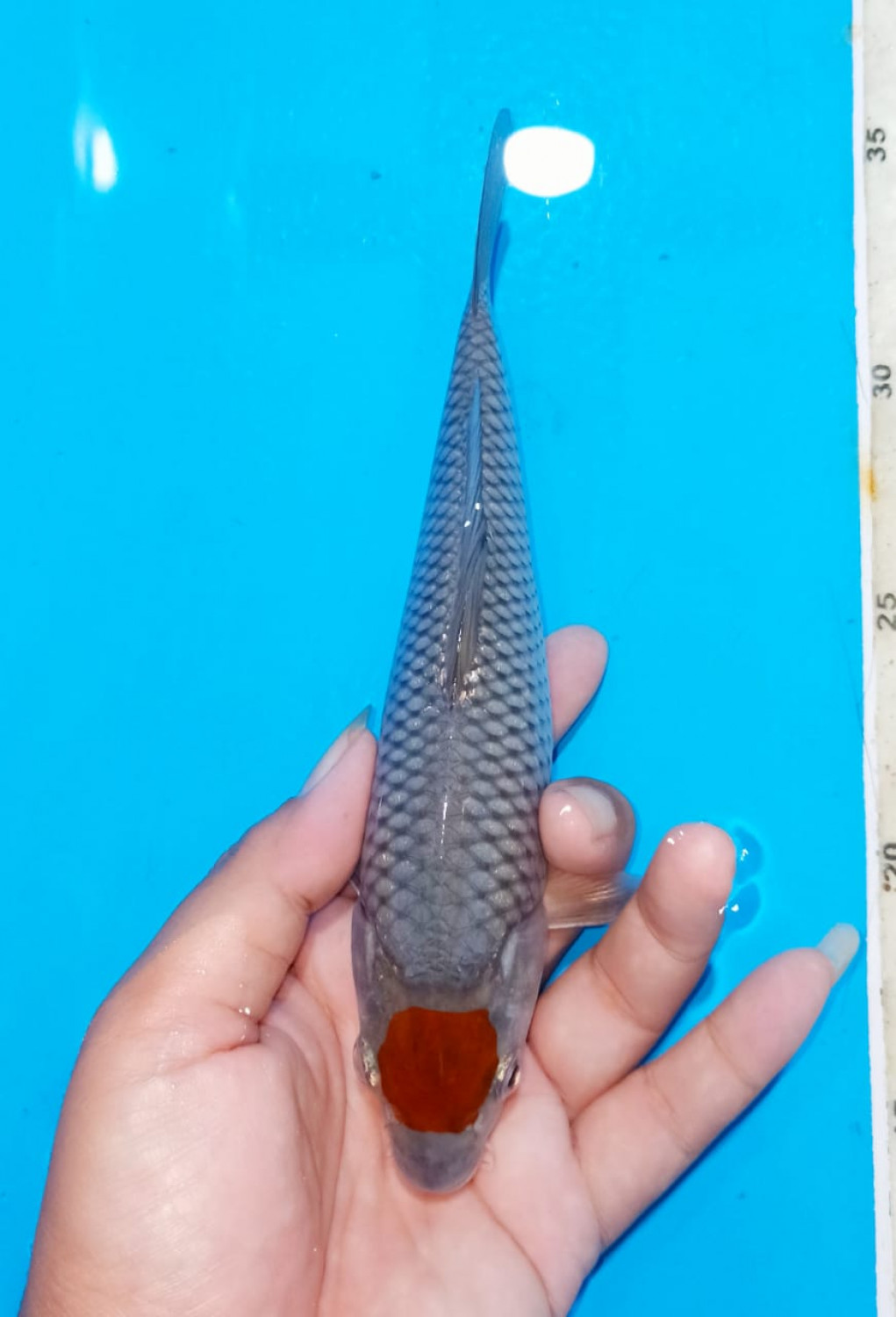 Juara 1