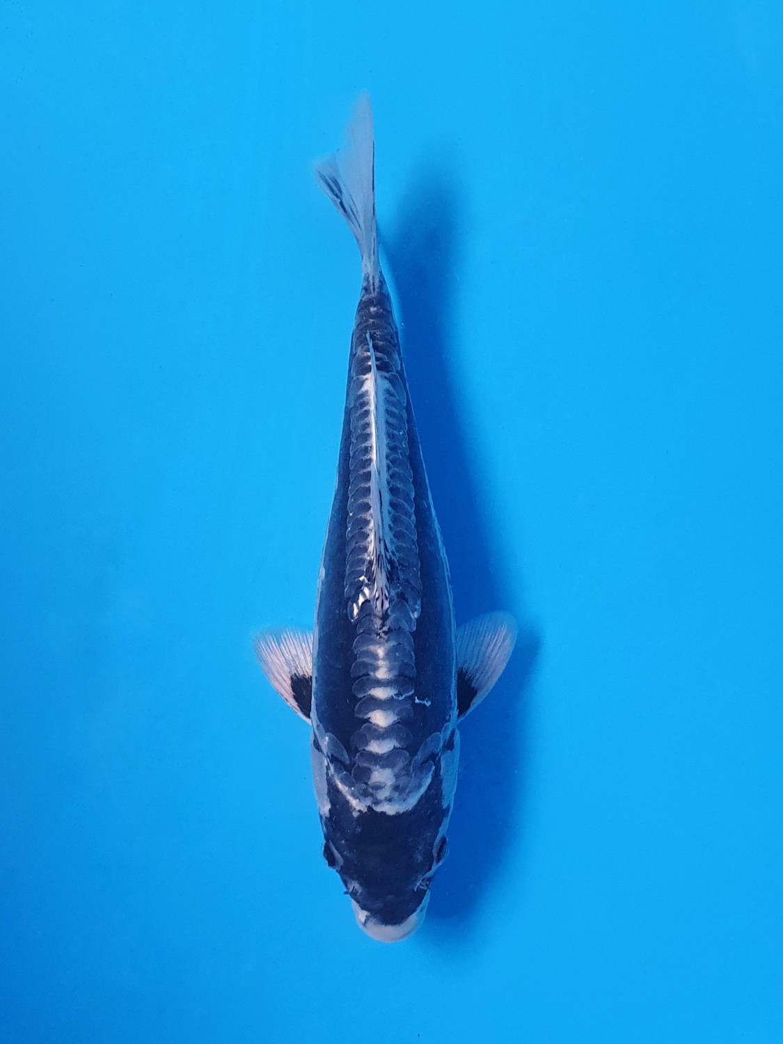 Juara 1