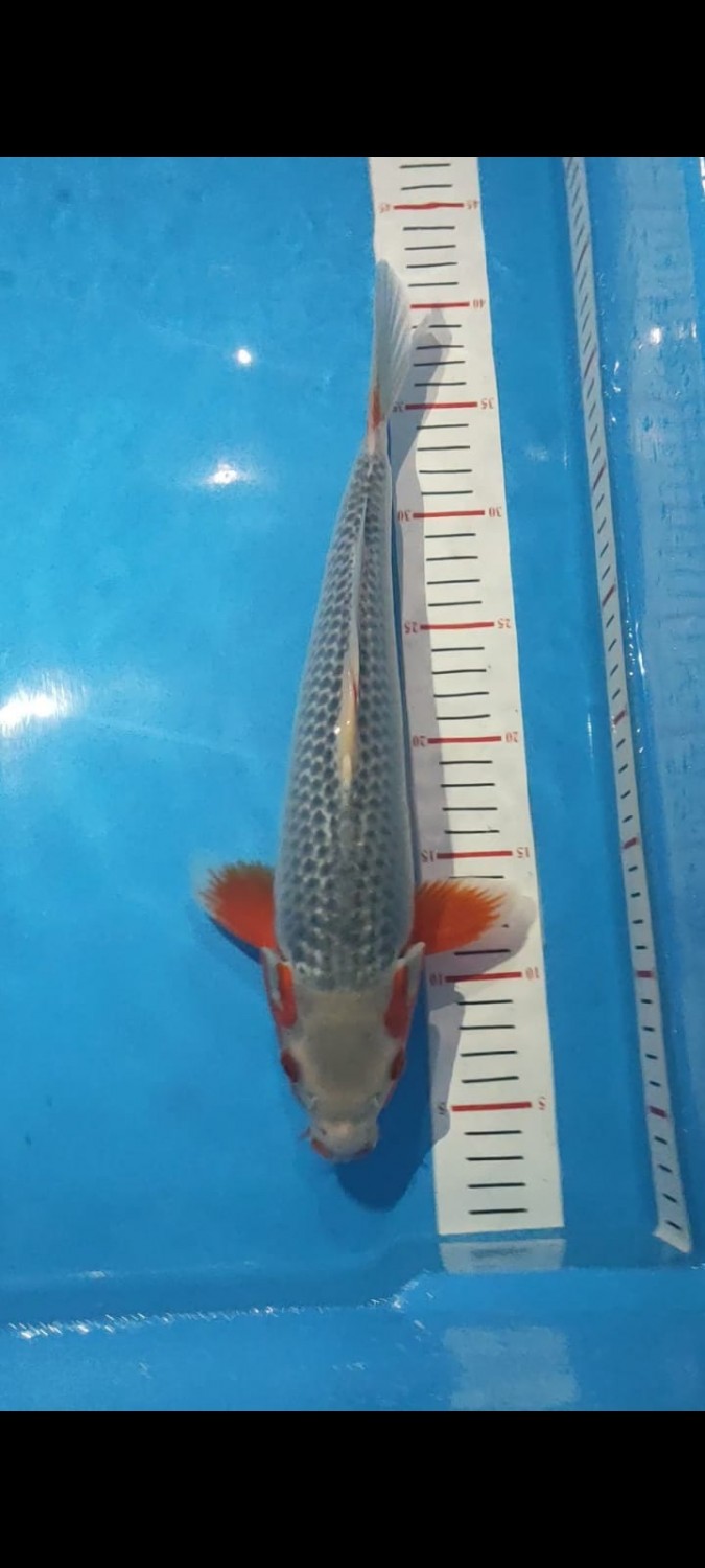 Juara 2