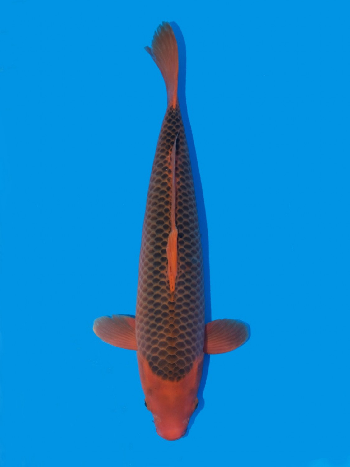 Juara 2