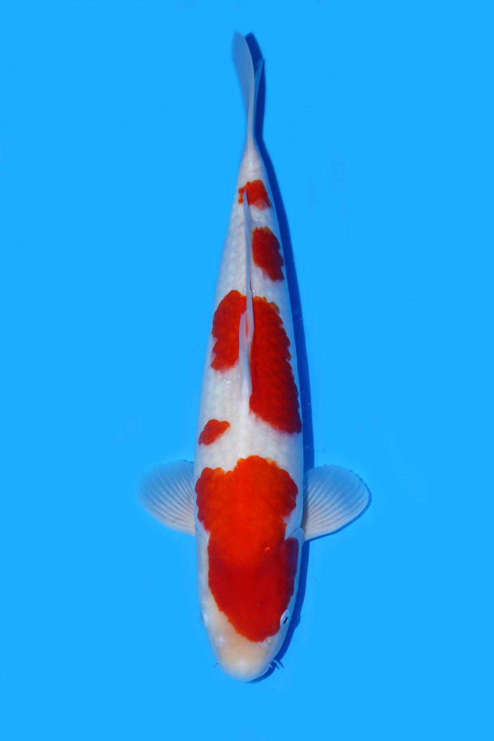 Juara 4