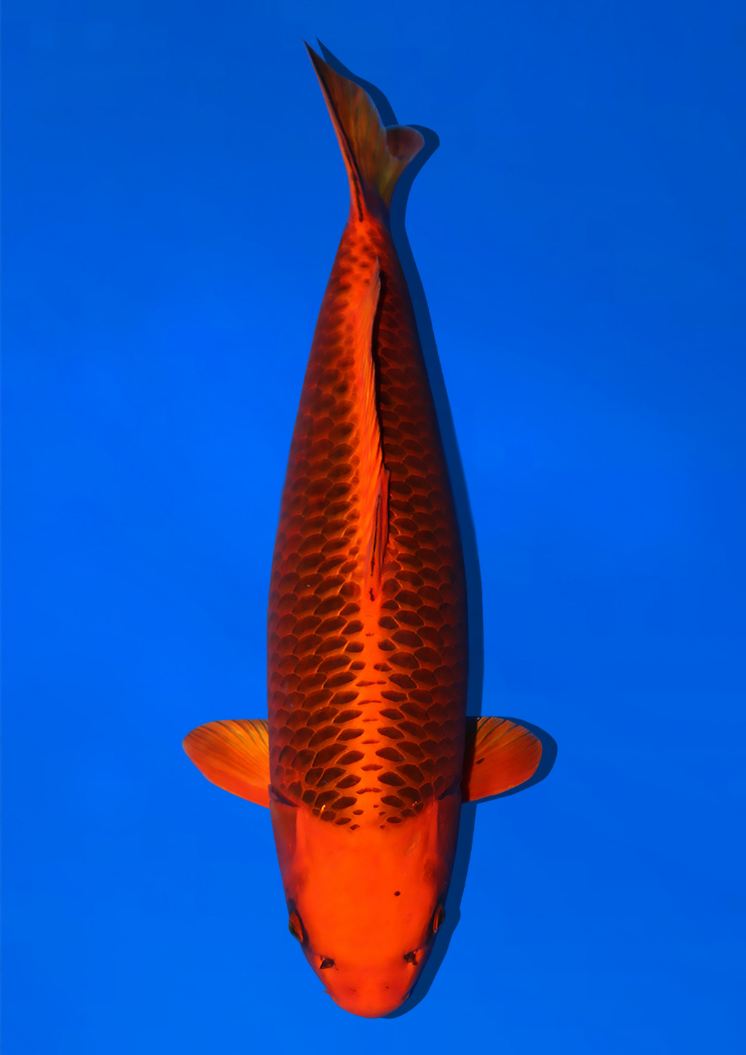 Juara 1