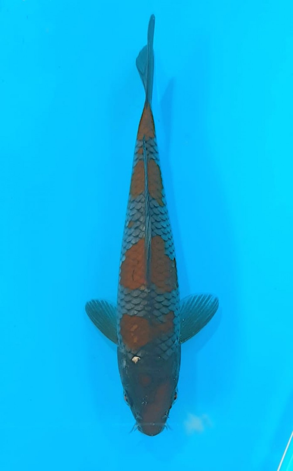 Juara 5