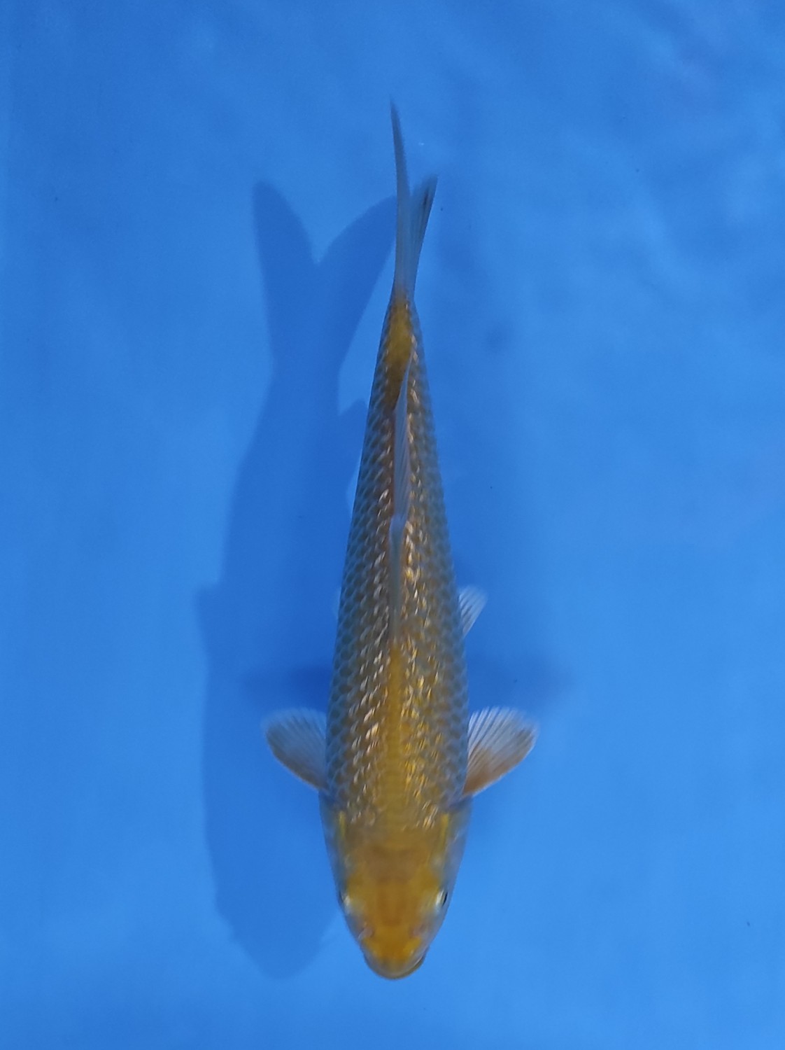 Best In Size E 16-20 Cm