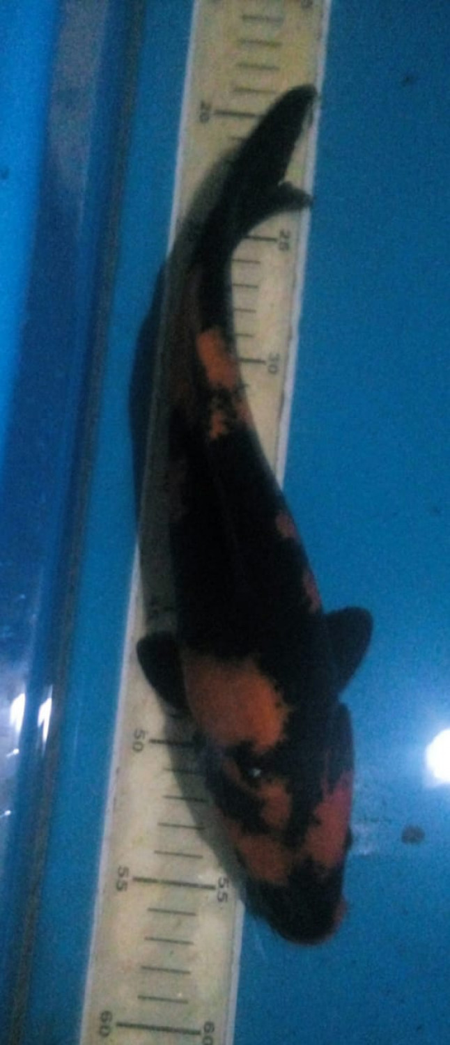 Juara 1