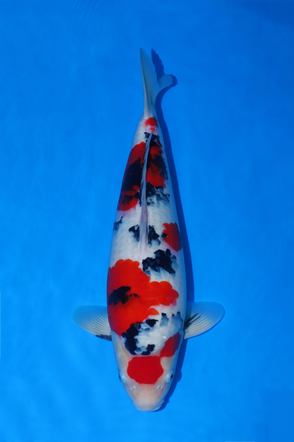 Best In Size A 46 - 50 cm
