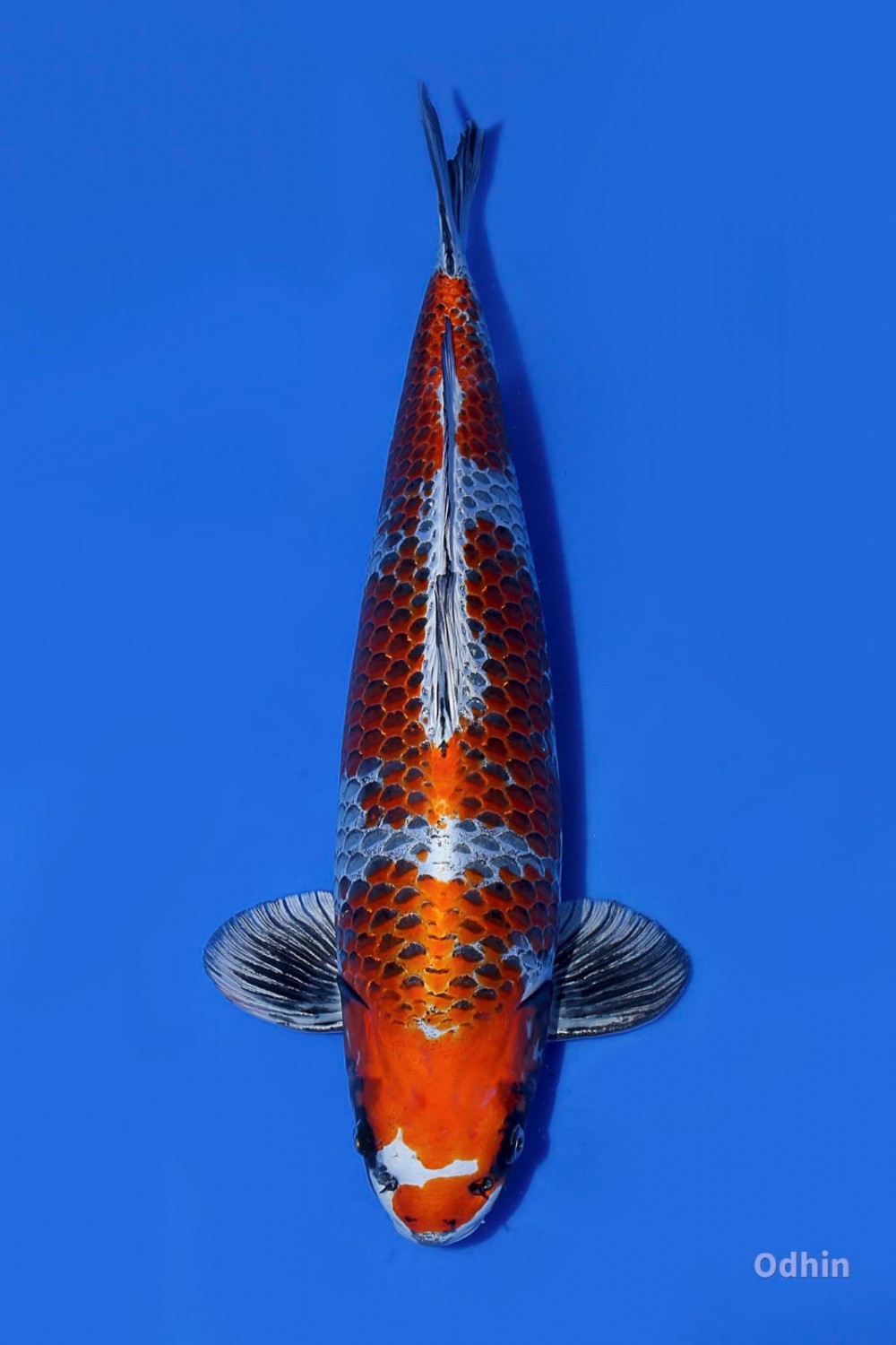 Juara 5