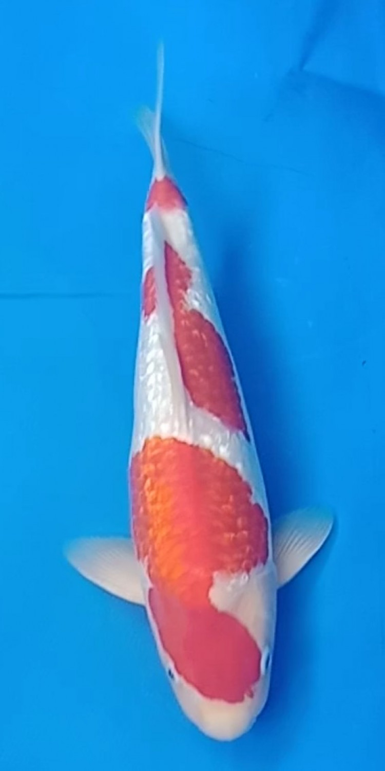 Juara 1