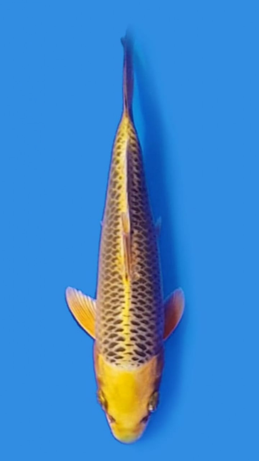 Juara 1