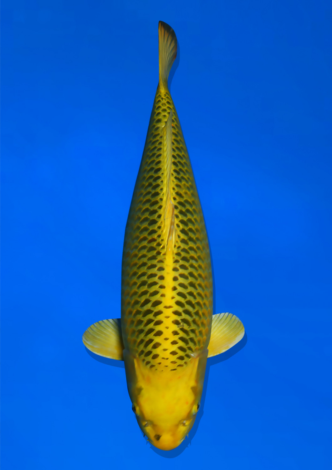 Juara 1