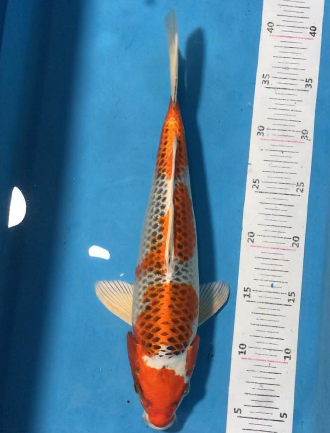 Juara 2