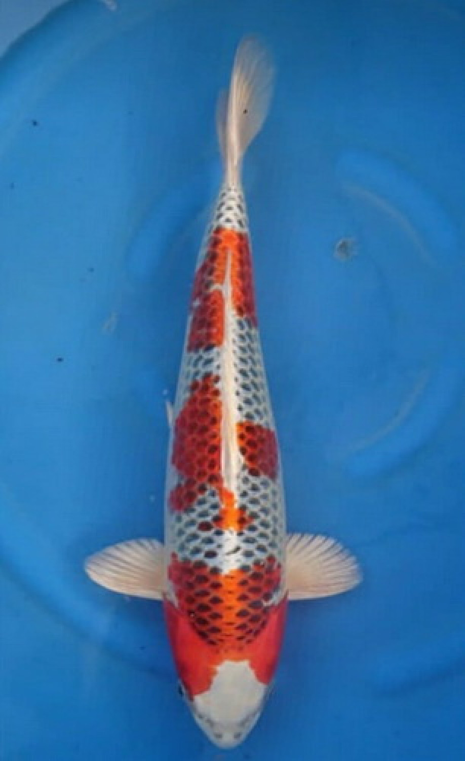 Juara 1