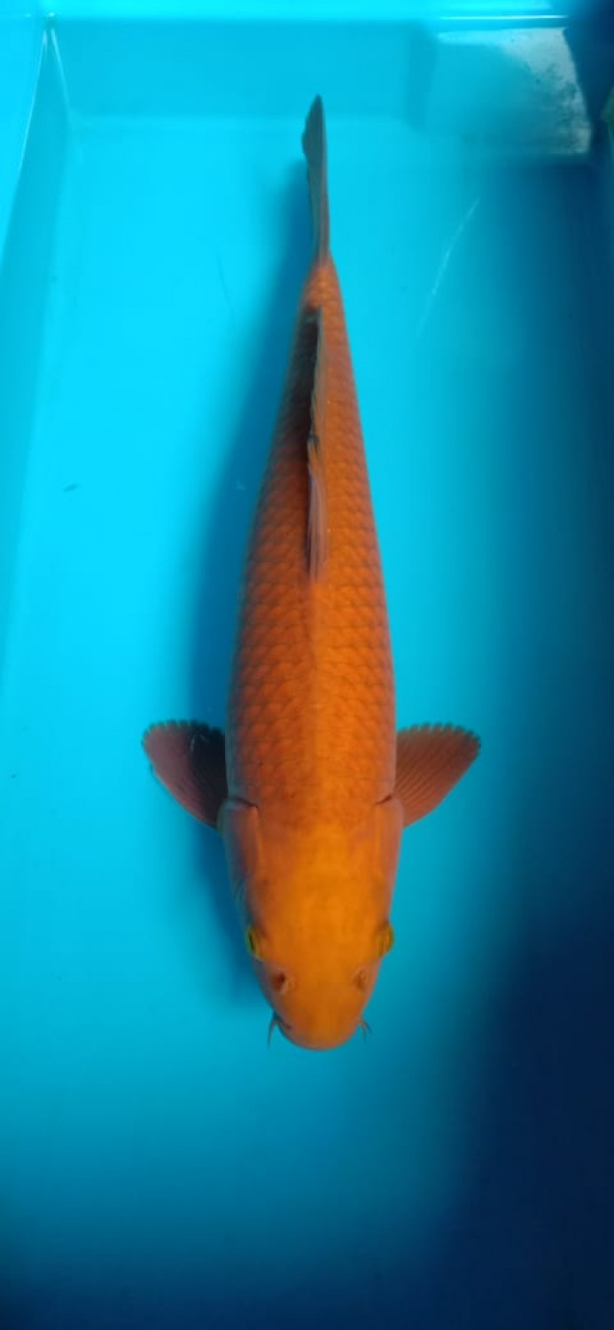 Juara 4