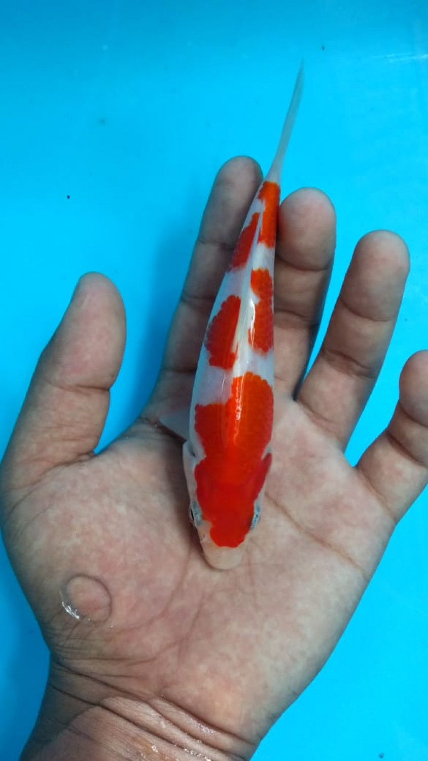Juara 1