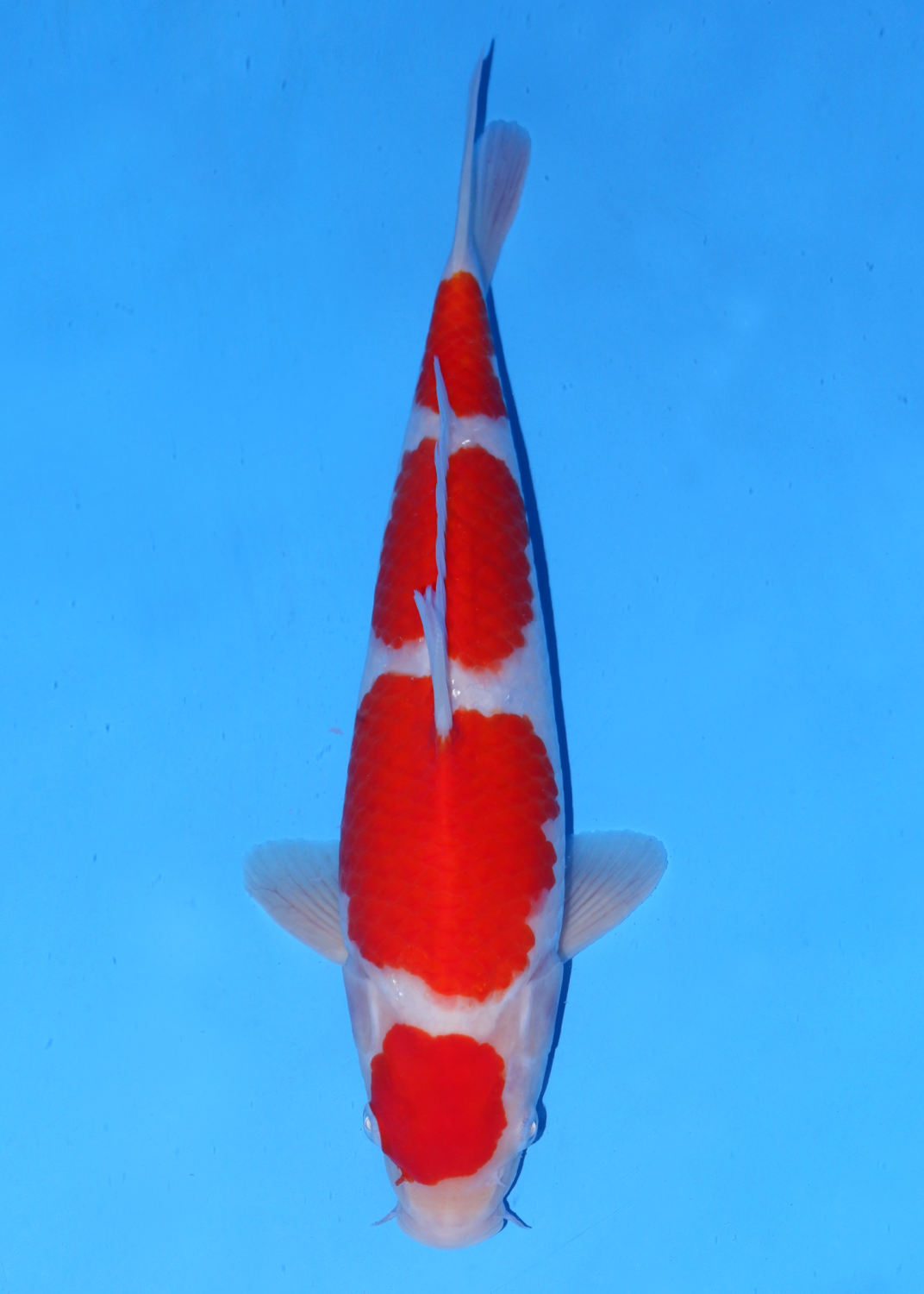 Juara 1