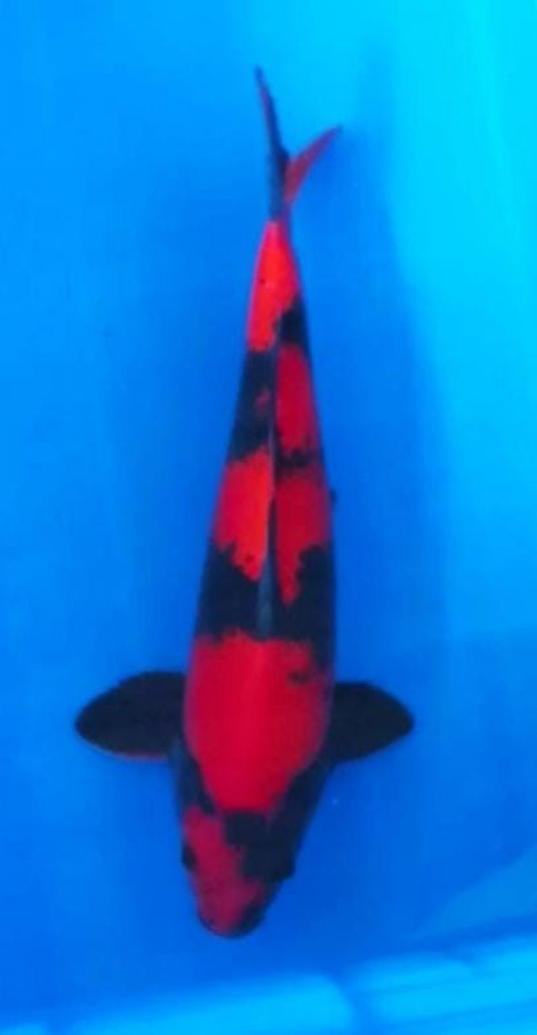 Best In Size D 31 - 35 cm