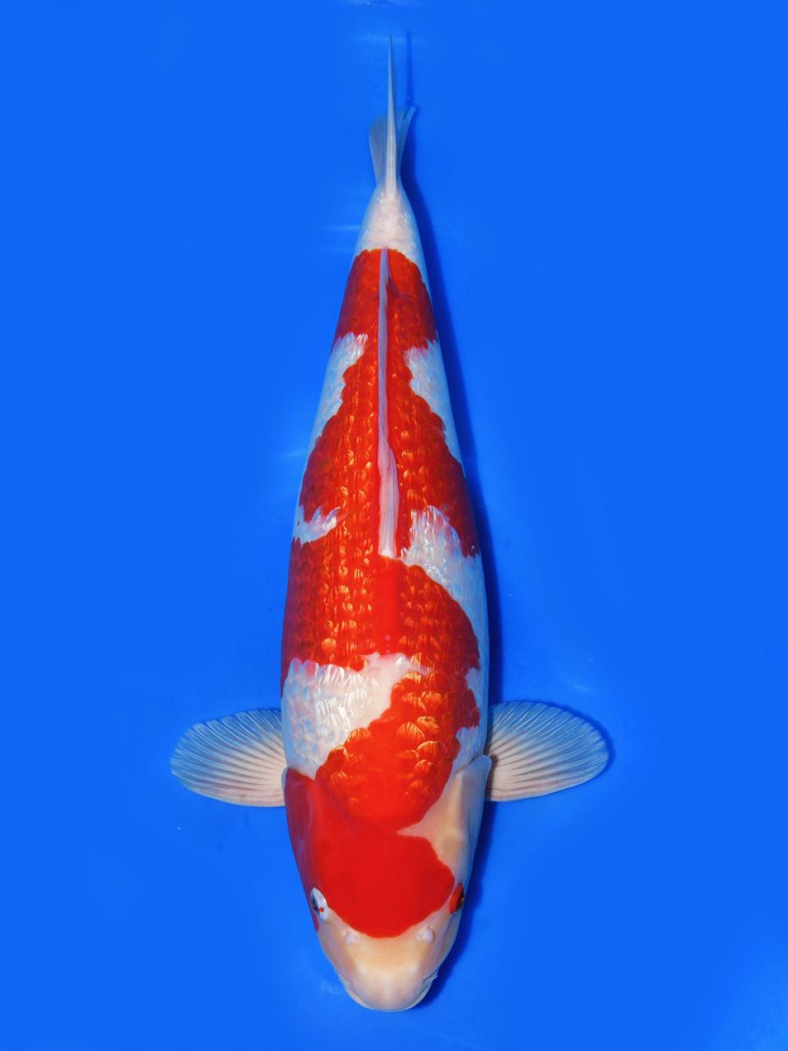 Best In Size B 56 - 60 cm