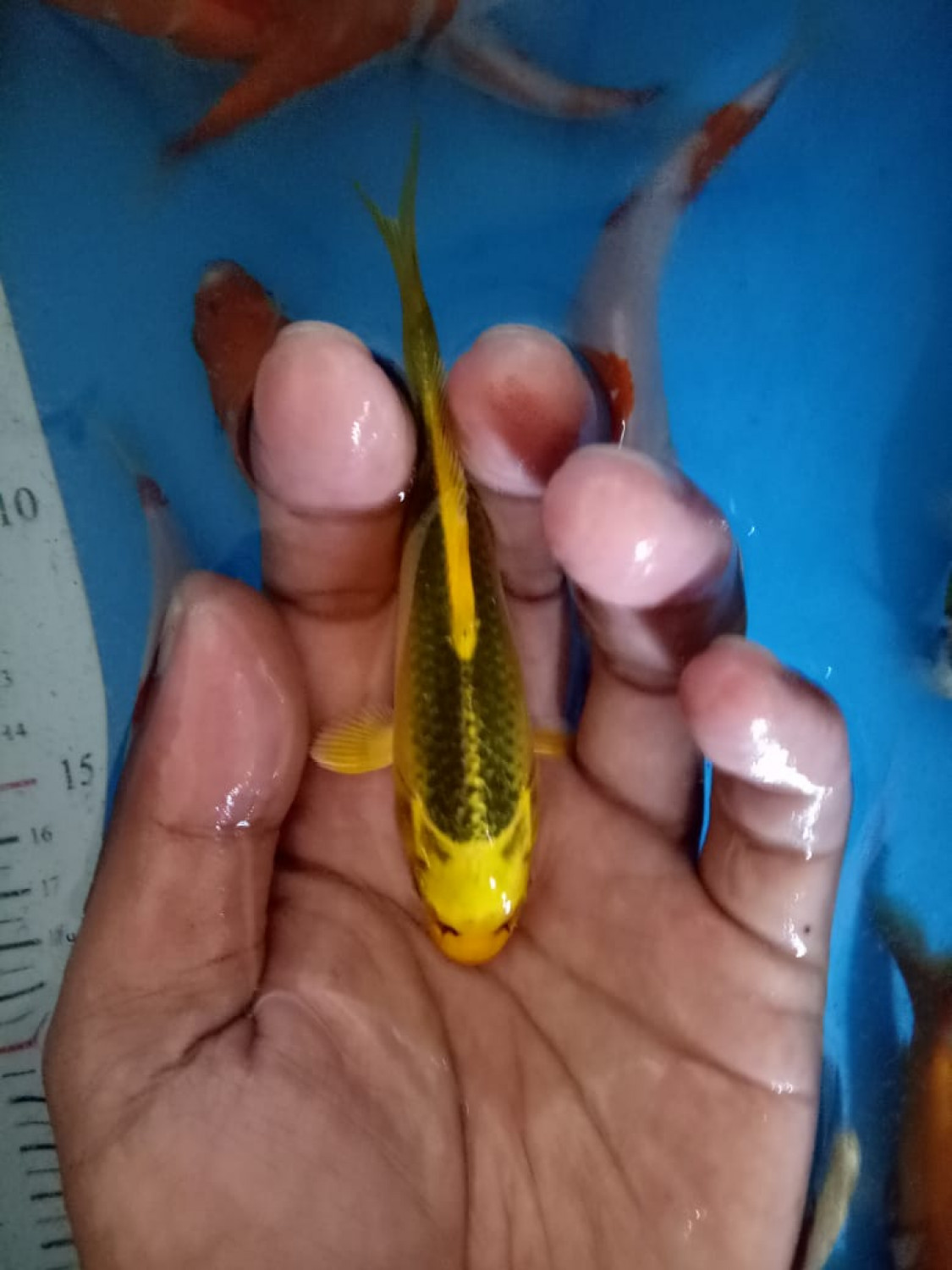 Juara 5