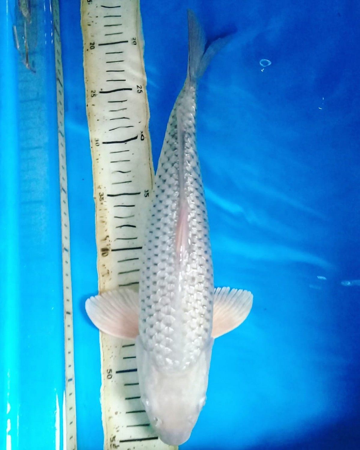 Best In Size E 31-35 Cm