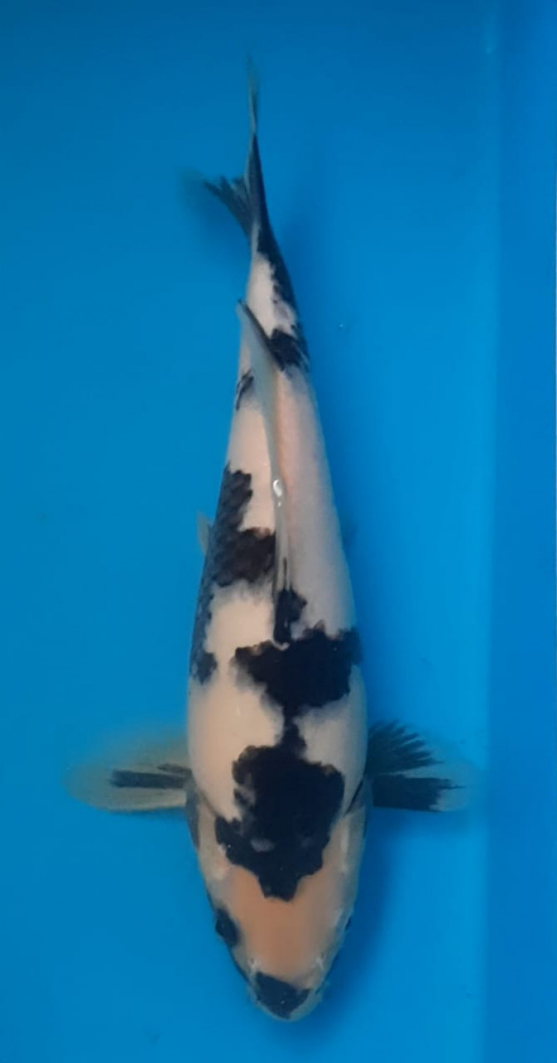 Juara 2