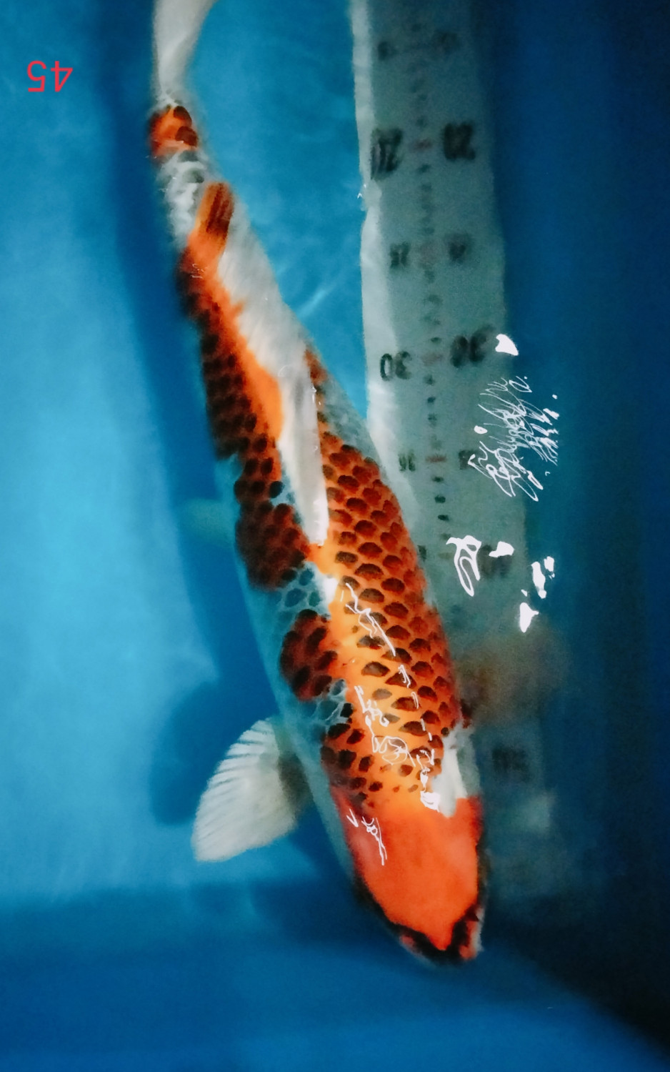 Juara 1