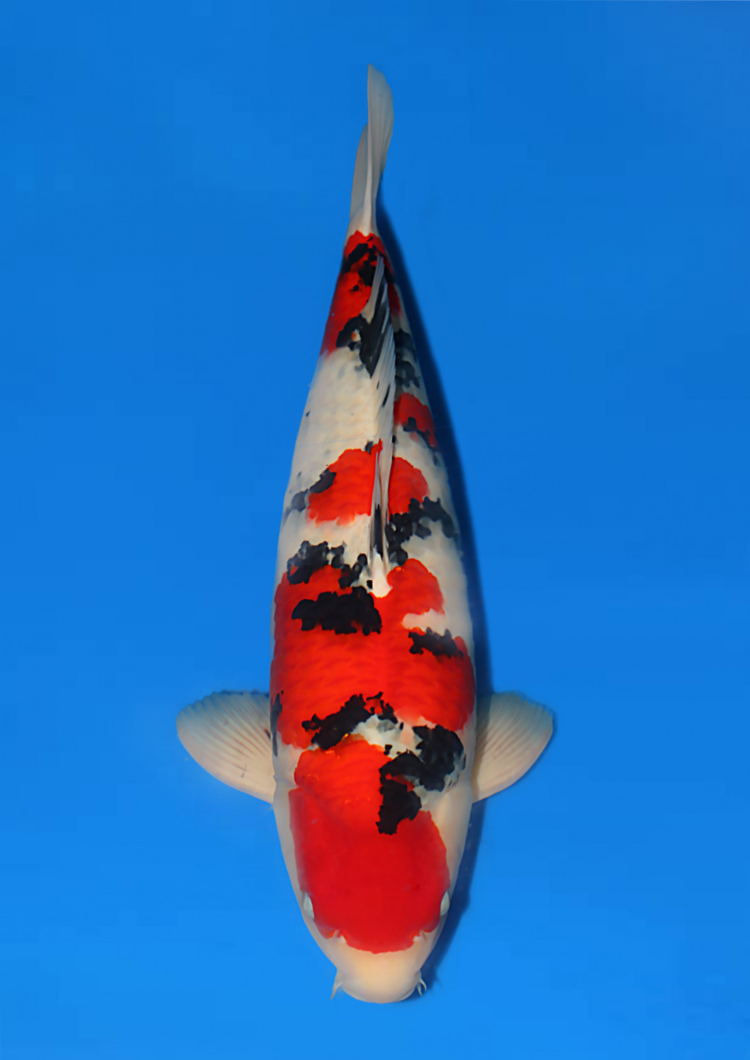 Best In Size A 56 - 60 cm