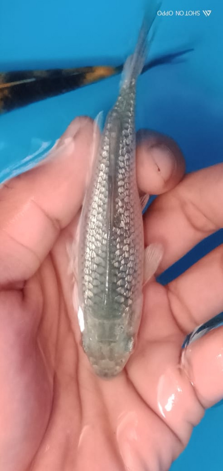 Juara 2