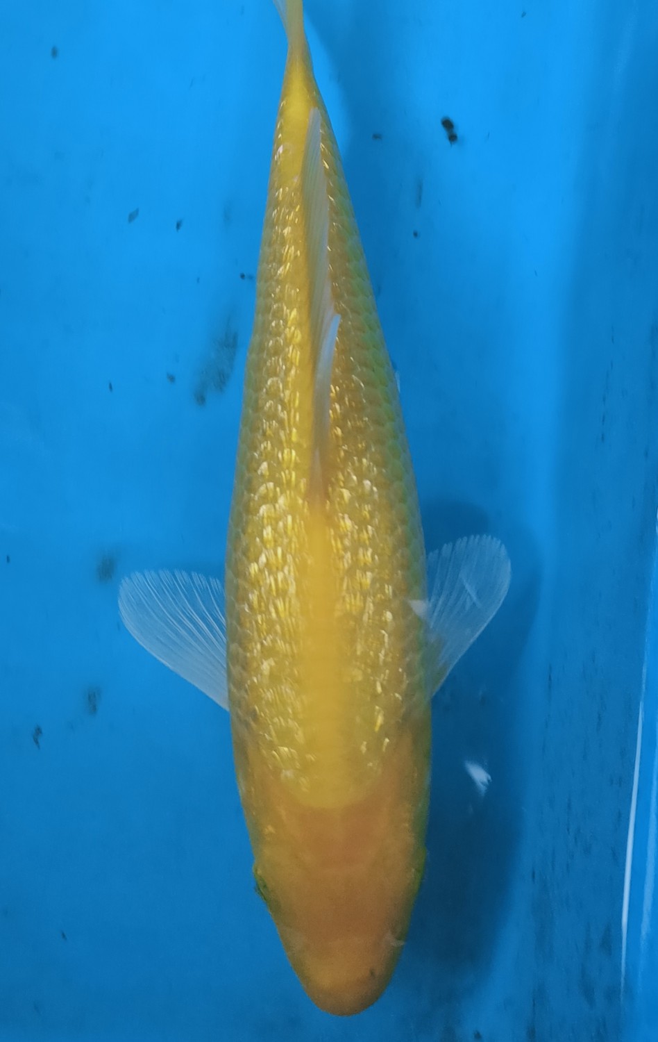 Juara 1