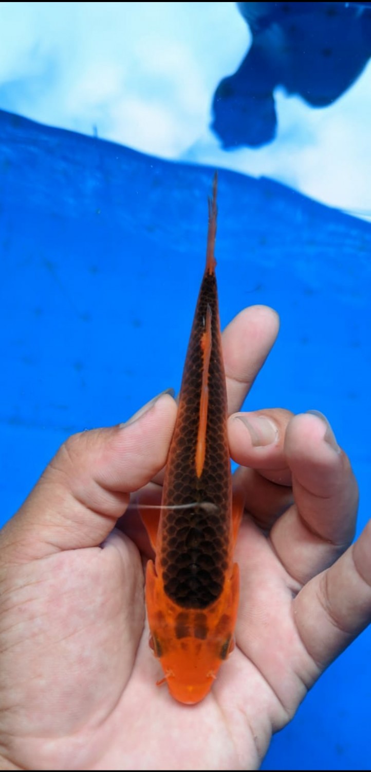 Juara 3