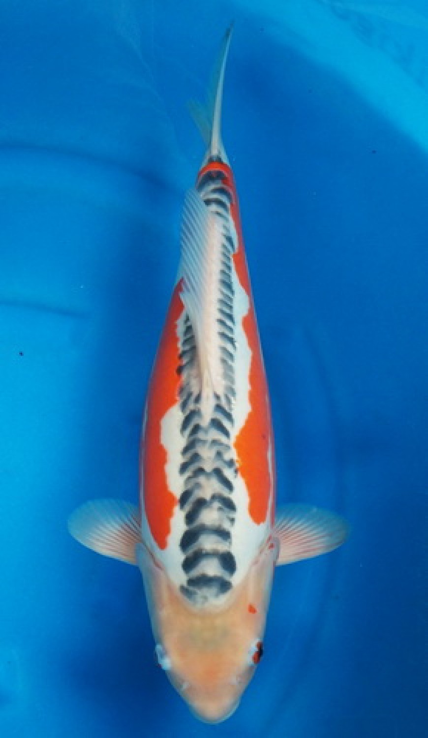 Best In Size D 41-45 Cm