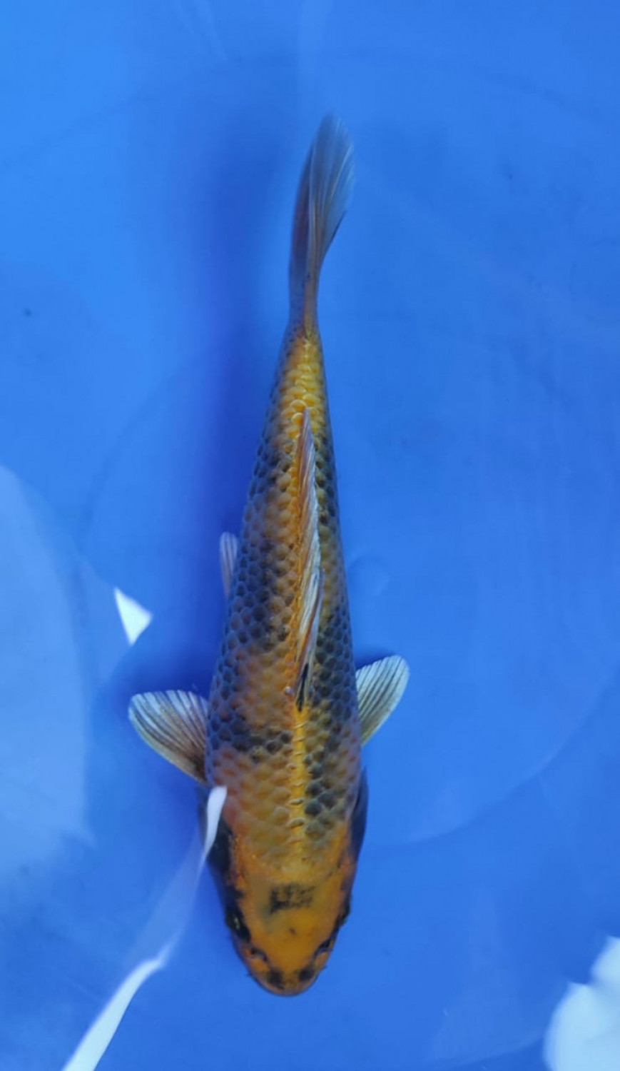 Juara 4