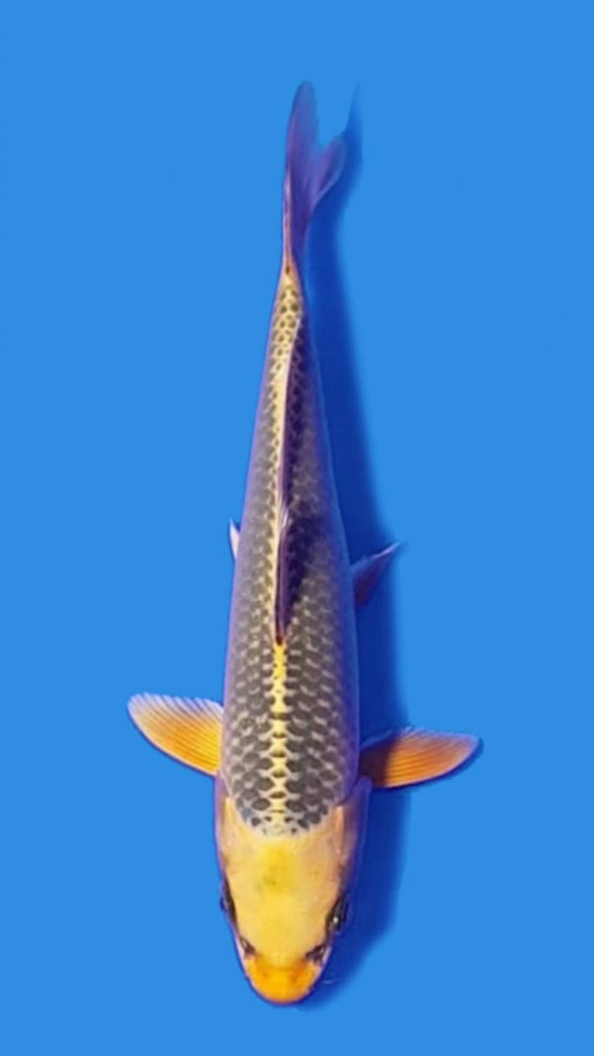 Juara 4
